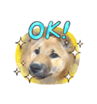 柴犬の銀次①（個別スタンプ：5）