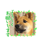 柴犬の銀次①（個別スタンプ：6）