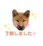 柴犬の銀次①（個別スタンプ：7）