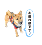 柴犬の銀次①（個別スタンプ：8）