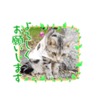 Pスタイル6（個別スタンプ：4）
