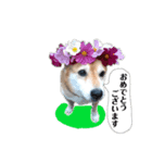 柴犬じゅんこちゃん（個別スタンプ：4）