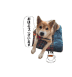 柴犬じゅんこちゃん（個別スタンプ：7）