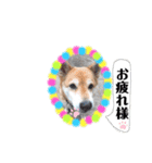 柴犬じゅんこちゃん（個別スタンプ：8）