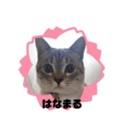 フレーム色々（個別スタンプ：7）