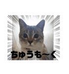フレーム色々（個別スタンプ：23）
