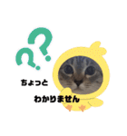 フレーム色々（個別スタンプ：25）