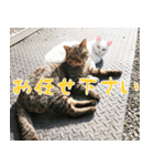 くろごまんちの猫さん（個別スタンプ：16）