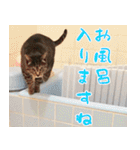 くろごまんちの猫さん（個別スタンプ：32）