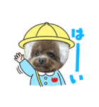 トイプーモカちゃんとポメくぅちゃん（個別スタンプ：5）