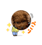 トイプーモカちゃんとポメくぅちゃん（個別スタンプ：7）