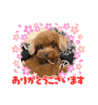 トイプーモカちゃんとポメくぅちゃん（個別スタンプ：8）