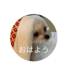 マルチワ⑅︎◡̈︎*スタンプ（個別スタンプ：4）