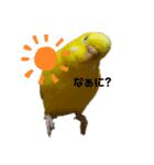 我が家のセキセイインコのスタンプ（個別スタンプ：1）