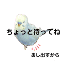 我が家のセキセイインコのスタンプ（個別スタンプ：3）