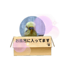 我が家のセキセイインコのスタンプ（個別スタンプ：7）