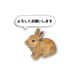 ネザーランドドワーフの日常（実写版）（個別スタンプ：1）