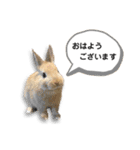 ネザーランドドワーフの日常（実写版）（個別スタンプ：2）