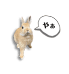 ネザーランドドワーフの日常（実写版）（個別スタンプ：5）