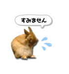 ネザーランドドワーフの日常（実写版）（個別スタンプ：8）
