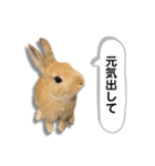 ネザーランドドワーフの日常（実写版）（個別スタンプ：9）