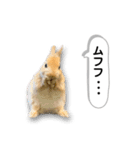 ネザーランドドワーフの日常（実写版）（個別スタンプ：10）