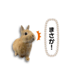 ネザーランドドワーフの日常（実写版）（個別スタンプ：11）