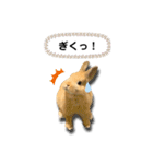 ネザーランドドワーフの日常（実写版）（個別スタンプ：12）