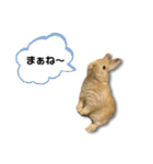 ネザーランドドワーフの日常（実写版）（個別スタンプ：14）