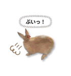 ネザーランドドワーフの日常（実写版）（個別スタンプ：21）