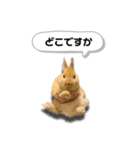 ネザーランドドワーフの日常（実写版）（個別スタンプ：23）