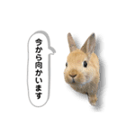 ネザーランドドワーフの日常（実写版）（個別スタンプ：25）