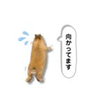ネザーランドドワーフの日常（実写版）（個別スタンプ：26）