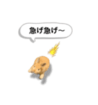 ネザーランドドワーフの日常（実写版）（個別スタンプ：28）