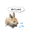 ネザーランドドワーフの日常（実写版）（個別スタンプ：30）
