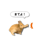 ネザーランドドワーフの日常（実写版）（個別スタンプ：31）
