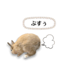 ネザーランドドワーフの日常（実写版）（個別スタンプ：33）