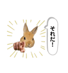 ネザーランドドワーフの日常（実写版）（個別スタンプ：36）