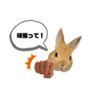 ネザーランドドワーフの日常（実写版）（個別スタンプ：37）