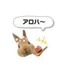 ネザーランドドワーフの日常（実写版）（個別スタンプ：38）
