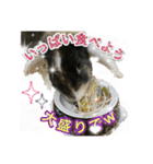 ウサギのあいさつスタンプ（個別スタンプ：8）