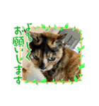 ツンデレふく 2（個別スタンプ：3）
