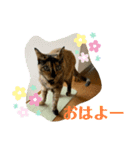 ツンデレふく 2（個別スタンプ：4）