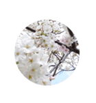 はるのおとずれ（個別スタンプ：6）