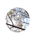 はるのおとずれ（個別スタンプ：7）
