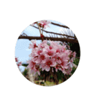 はるのおとずれ（個別スタンプ：13）