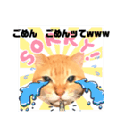 ちゃとらのしょうごもの呟き2(大阪弁)（個別スタンプ：2）