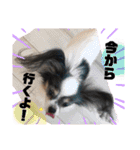 使おう！くぅちゃまのわんわんスタンプ（個別スタンプ：20）