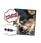 使おう！くぅちゃまのわんわんスタンプ（個別スタンプ：28）