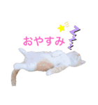 テテ＆くぅのにゃんこスタンプ【1】（個別スタンプ：4）
